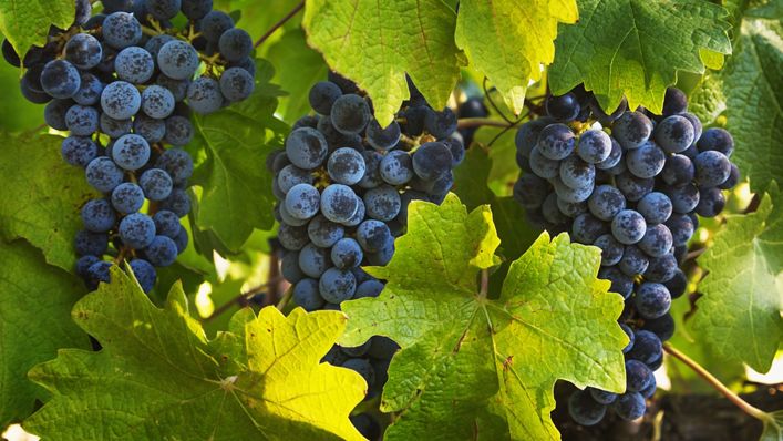 Close-up of grapes on the vine in California wine country.